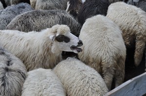 З кожної вівці вдається настригти 3-4 кілограми вовни